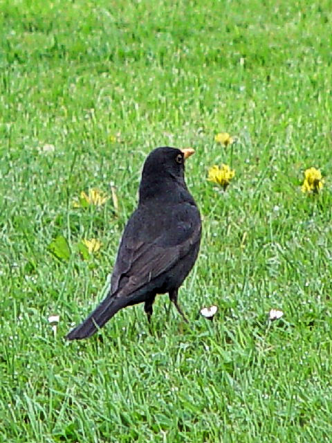 ② クロウタドリ　成鳥　♂　サン・ジェルマン・アン・レー　フランス  St Germain en Laye, France　2004/04/20　Photo by Kohyuh