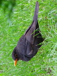 《クロウタドリ ♂　成鳥》　写真はクリックで拡大する