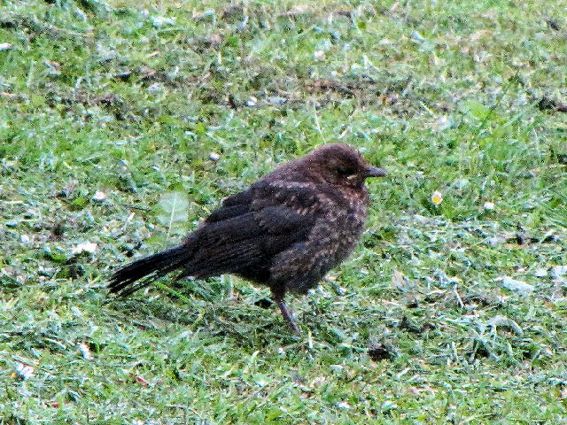 ⑥ クロウタドリ　幼鳥　セント・アンドリュース　スコットランド　St. Andrews, Scotland　2009/05/19　Photo by Kohyuh