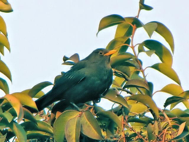 ① クロウタドリ ♂　成鳥　　豫園　上海　中国　Yuyuan, Shanghai, China　2010/01/06　Photo by Kohyuh