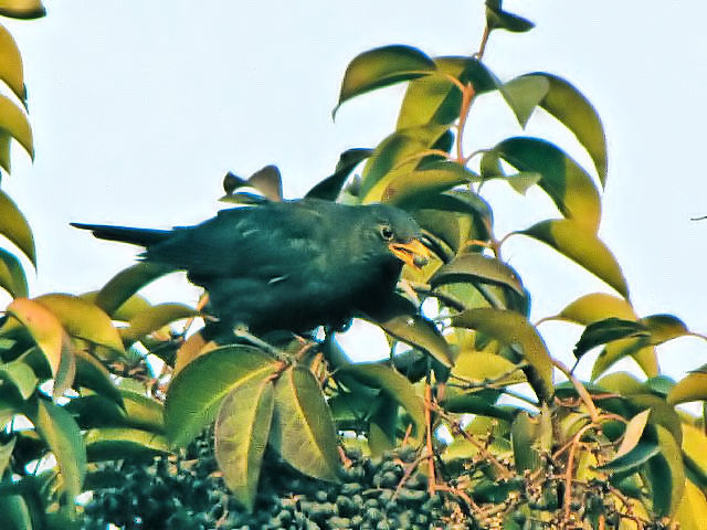 ② クロウタドリ ♂　成鳥　　豫園　上海　中国　Yuyuan, Shanghai, China　2010/01/06　Photo by Kohyuh