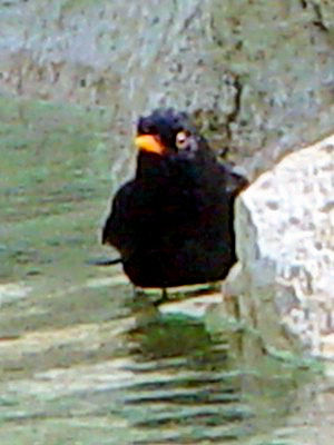 クロウタドリ　成鳥　♂　アランフェス　スペイン　Aranjuez, Spain　2005/04/20　Photo by Kohyuh