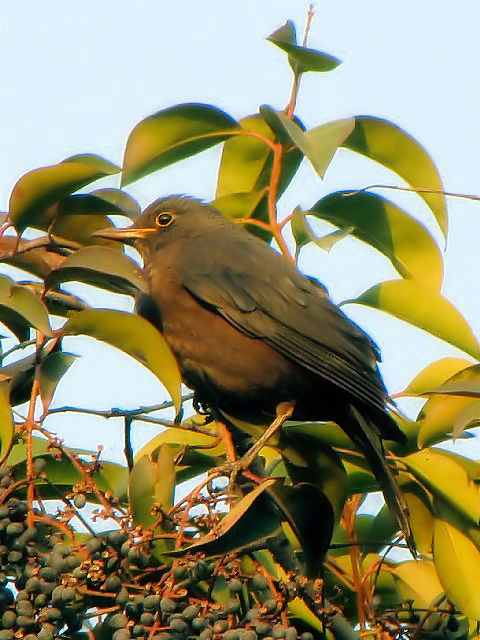 ③ クロウタドリ ♀　成鳥　　豫園　上海　中国　Yuyuan, Shanghai, China　2010/01/06　Photo by Kohyuh