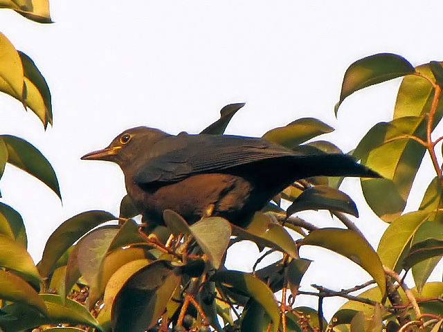 ④ クロウタドリ ♀　成鳥　　豫園　上海　中国　Yuyuan, Shanghai, China　2010/01/06　Photo by Kohyuh