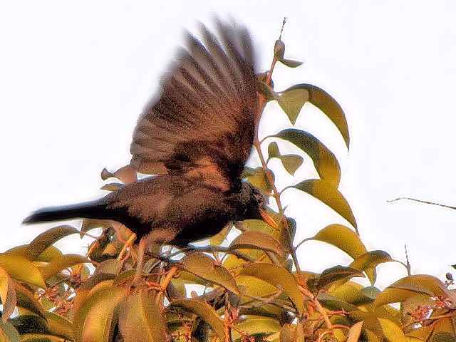 ⑤ クロウタドリ ♀　成鳥　　豫園　上海　中国　Yuyuan, Shanghai, China　2010/01/06　Photo by Kohyuh