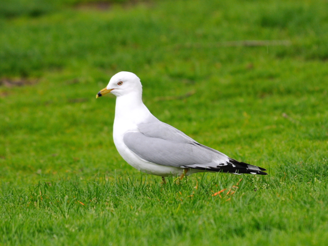 ⑤ クロワカモメ　成鳥　ブロンテ湿地　トロント　カナダ　Bronte Marsh, Toronto, Canada　2013/05/19　Photo by Kohyuh