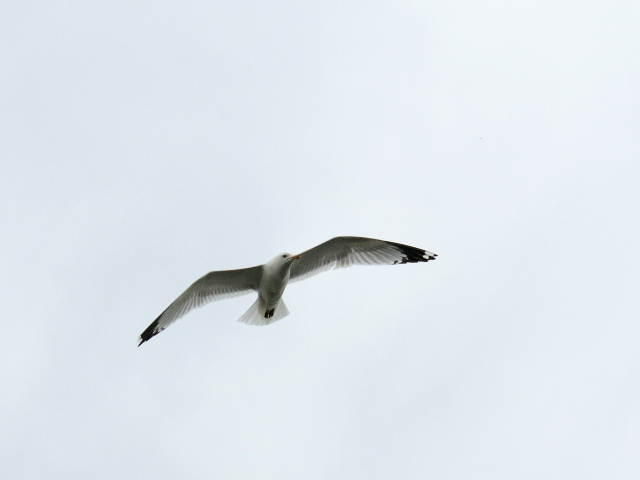 ⑥ クロワカモメ　成鳥　ブロンテ湿地　トロント　カナダ　Bronte Marsh, Toronto, Canada　2013/05/19　Photo by Kohyuh