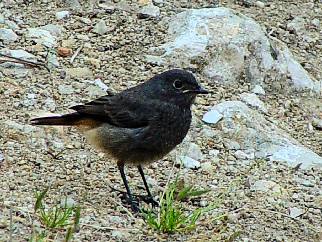  @ NWEr^L @@Vmtvǁ@[}jA@Rasnov Fortress, Romania@2008/06/14@Photo by Kohyuh