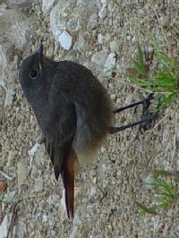 《クロジョウビタキ　♂》　写真はクリックで拡大する