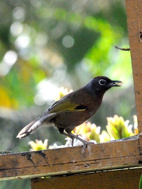 ① ラオスモリチメドリ　成鳥　フレイザーズ・ヒル　マレーシア　Fraser's Hill, Malaysia　2010/05/27　Photo by Kohyuh