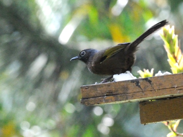 ② ラオスモリチメドリ　成鳥　フレイザーズ・ヒル　マレーシア　Fraser's Hill, Malaysia　2010/05/27　Photo by Kohyuh