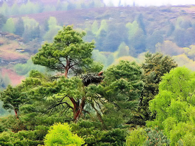 ミサゴの巣　ロウズ湖野生動物保護区　Loch of the Lowes wildlife reserve,　Scotland　2009/05/19　Photo by Kohyuh