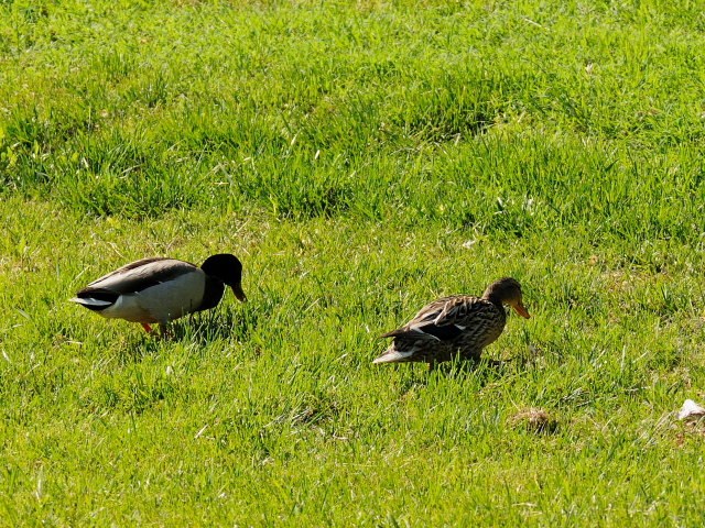 写真-20130526a