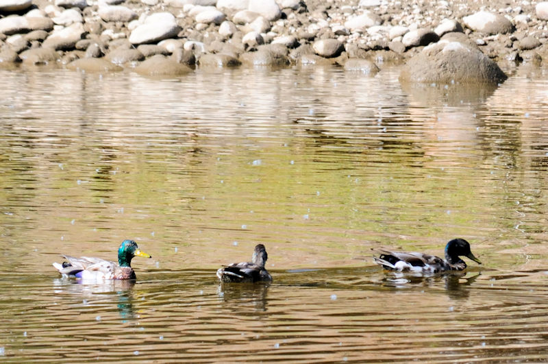 マガモ　エステス湖　エステスパーク　コロラド州　米国　Lake Estes, Estes Park, Colorado, USA　2013/07/03　Photo by Kohyuh