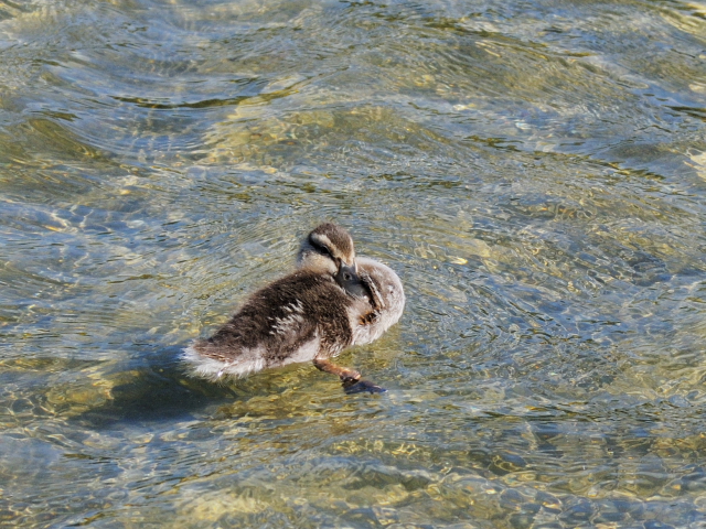 写真-20130526b　マガモ　雛 （２態-1）