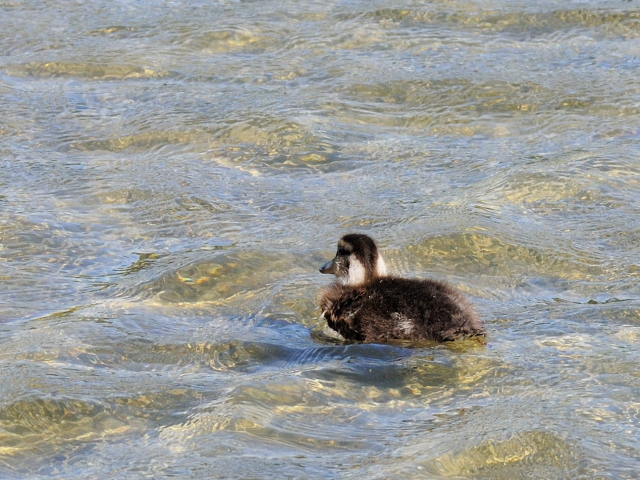 写真-20130526b　マガモ　雛 （２態-2）