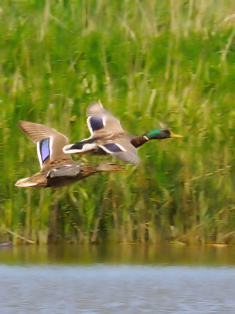 ①マガモ　オースト・バールデルス・プラッセン　オランダ　Oostvaardersplassen, Netherlands　2011/06/04　Photo by Kohyuh