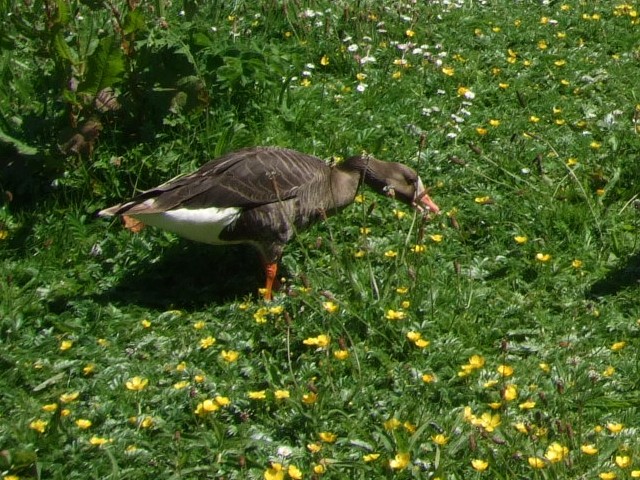 ② マガン　成鳥　ウェックスフォード野鳥保護区　アイルランド　Wexford Wildfowl Reserve, Ireland　2009/06/01　Photo by Kohyuh