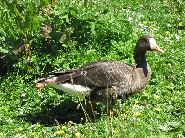 ① マガン　成鳥　ウェックスフォード野鳥保護区　アイルランド　Wexford Wildfowl Reserve, Ireland　2009/06/01　Photo by Kohyuh