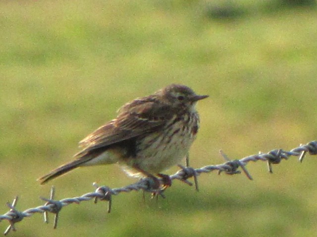 ④ マキバタヒバリ　成鳥　ファルカラ</A>　アイルランド　Ｆａlcarrach, Ｉｒｅland　Photo by Kohyuh　2009/06/10