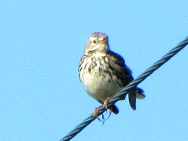 ① マキバタヒバリ　成鳥　イニシュボーフィン島　アイルランド　Inishbofin, Ireland　2009/06/09　Photo by Kohyuh