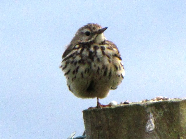 ⑤ マキバタヒバリ　成鳥　ファルカラ　アイルランド　Ｆａlcarrach, Ｉｒｅland　Photo by Kohyuh　2009/06/10