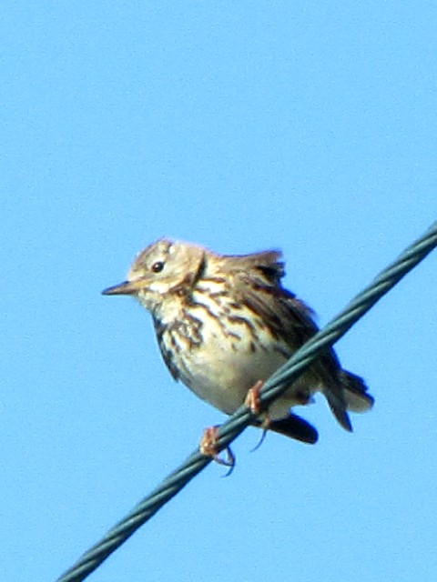 ② マキバタヒバリ　成鳥　イニシュボーフィン島　アイルランド　Inishbofin, Ireland　2009/06/09　Photo by Kohyuh