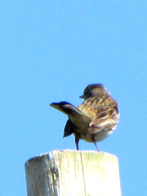 ③ マキバタヒバリ　成鳥　イニシュボーフィン島　アイルランド　Inishbofin, Ireland　2009/06/09　Photo by Kohyuh