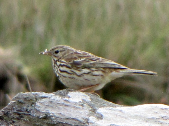 ⑥ マキバタヒバリ　成鳥　アイナ湖　アイルランド　 Lough Inagh, Ｉｒｅland　Photo by Kohyuh　2009/06/08