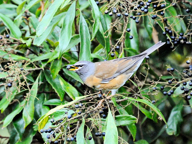 ① マミチャジナイ ♂　成鳥　陽明山国家公園　台湾　Yangmingshan National Park, Taiwan　2012/11/21　Photo by Kohyuh