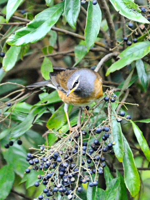 ② マミチャジナイ ♂　成鳥　陽明山国家公園　台湾　Yangmingshan National Park, Taiwan　2012/11/21　Photo by Kohyuh