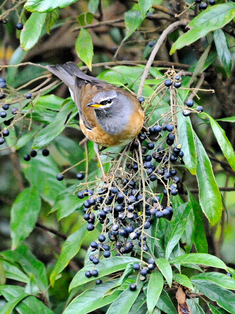 ④ マミチャジナイ ♂　成鳥　陽明山国家公園　台湾　Yangmingshan National Park, Taiwan　2012/11/21　Photo by Kohyuh