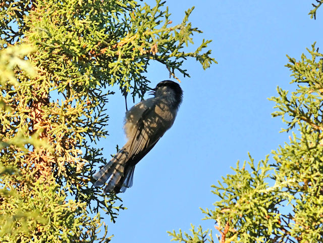 マミジロコガラ（１１態-1）　グランドキャニオン国立公園　アリゾナ州　米国　Grand Canyon National Park, Arizona, USA　2013/06/23　Photo by Kohyuh