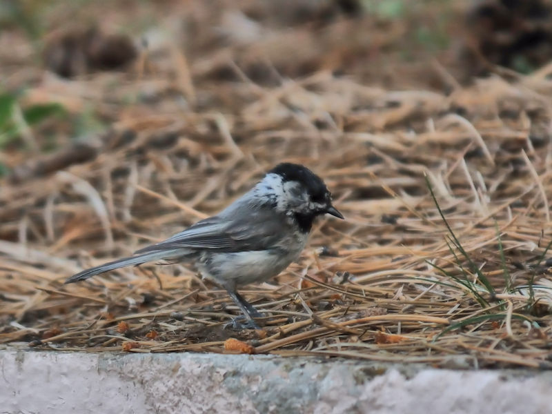 マミジロコガラ （２態）　ロッキーマウンテン国立公園　米国　Rocky Mountain National Park, USA　2013/07/02 Photo by Kohyuh