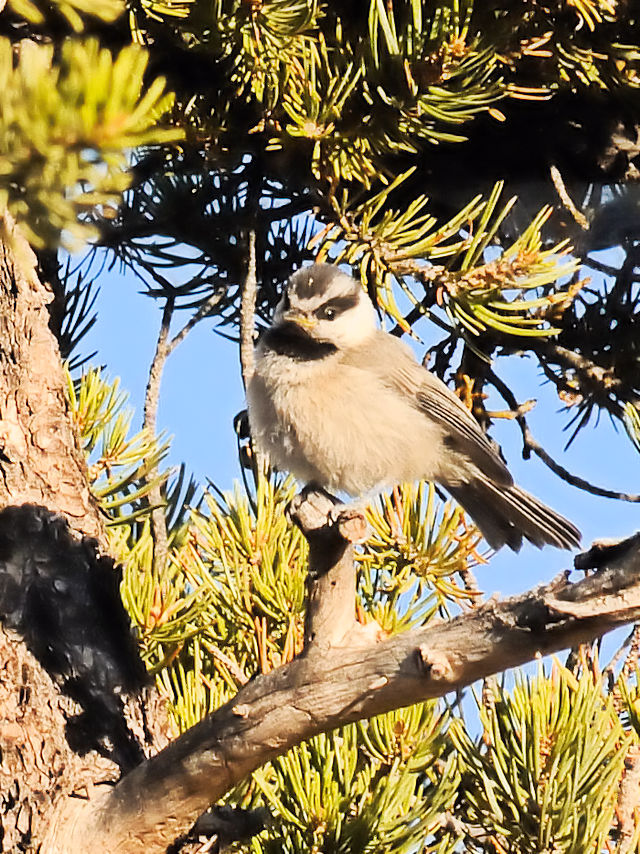 マミジロコガラ（１１態-11）　グランドキャニオン国立公園　アリゾナ州　米国　Grand Canyon National Park, Arizona, USA　2013/06/23　Photo by Kohyuh