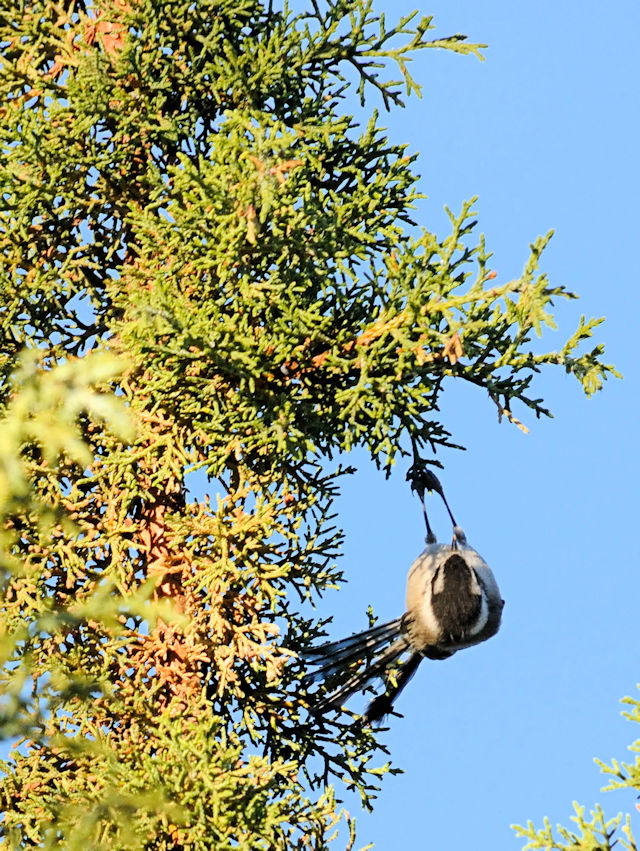 マミジロコガラ（１１態-4）　グランドキャニオン国立公園　アリゾナ州　米国　Grand Canyon National Park, Arizona, USA　2013/06/23　Photo by Kohyuh