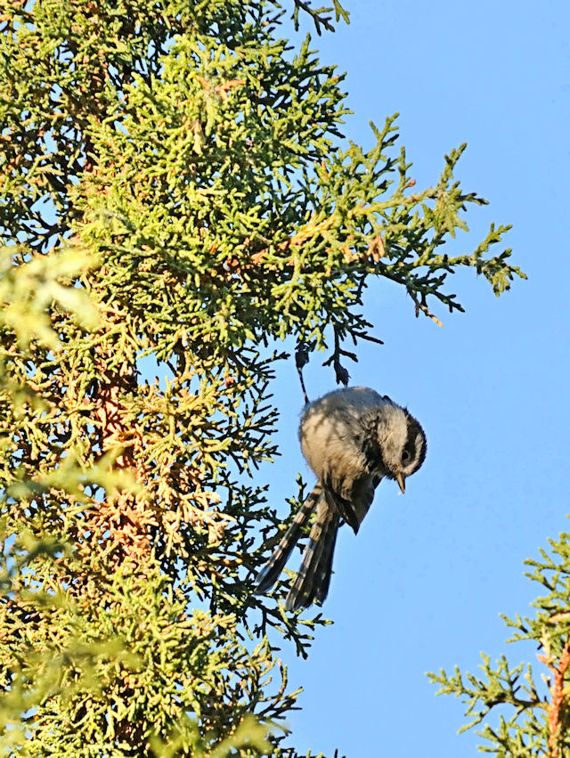 マミジロコガラ（１１態-5）　グランドキャニオン国立公園　アリゾナ州　米国　Grand Canyon National Park, Arizona, USA　2013/06/23　Photo by Kohyuh