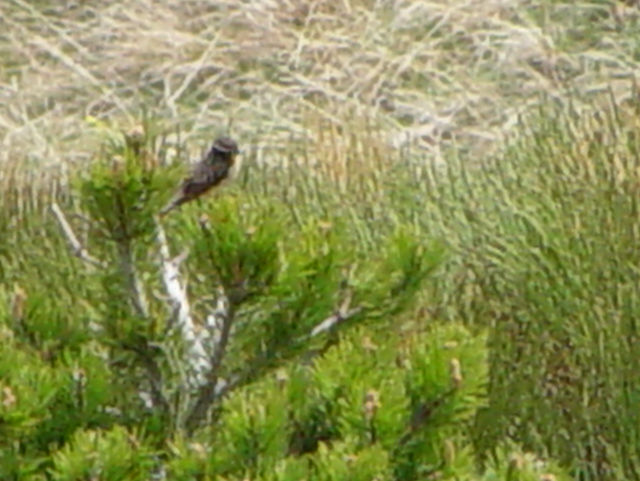 マミジロノビタキ ♂　成鳥　（３態-1）　ボイ渓谷　カタルーニャ州　スペイン　Vall de Boi, Catalonia, Spain　2005/05/22　Photo by Kohyuh