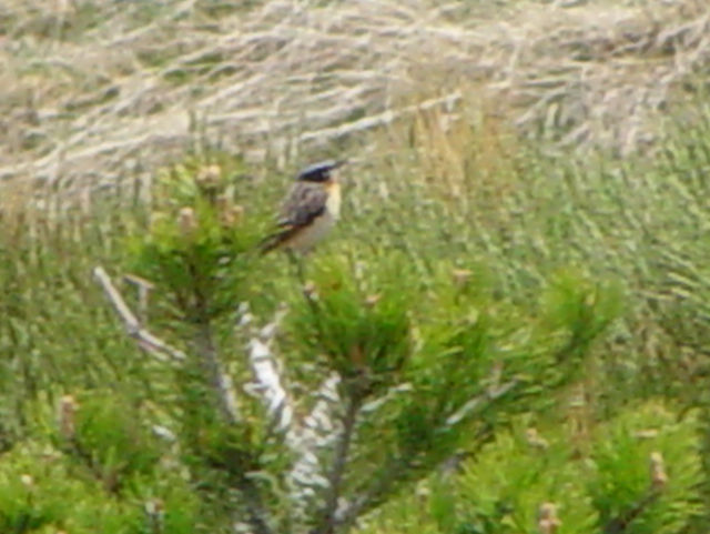 マミジロノビタキ ♂　成鳥　（３態-2）　ボイ渓谷　カタルーニャ州　スペイン　Vall de Boi, Catalonia, Spain　2005/05/22　Photo by Kohyuh