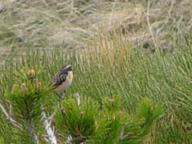 マミジロノビタキ ♂　成鳥　（３態-3）　ボイ渓谷　カタルーニャ州　スペイン　Vall de Boi, Catalonia, Spain　2005/05/22　Photo by Kohyuh