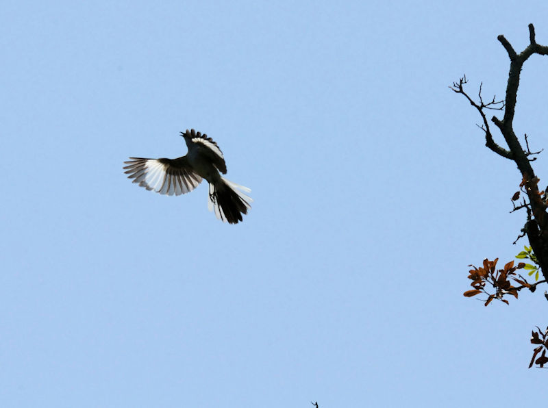 マネシツグミ 飛び立ち（２態-2）　ポンチャートレイン湖畔　ルイジアナ州　米国　Lakeside of Pontchartrain, New Orleans, Louisiana　USA　2013/06/13　Photo by Kohyuh