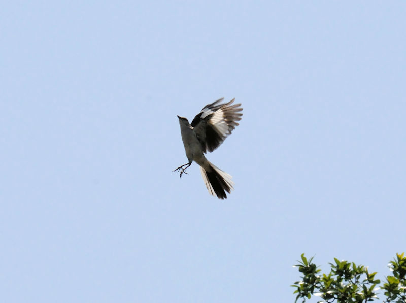 マネシツグミ 飛び立ち（２態-1）　ポンチャートレイン湖畔　ルイジアナ州　米国　Lakeside of Pontchartrain, New Orleans, Louisiana　USA　2013/06/13　Photo by Kohyuh