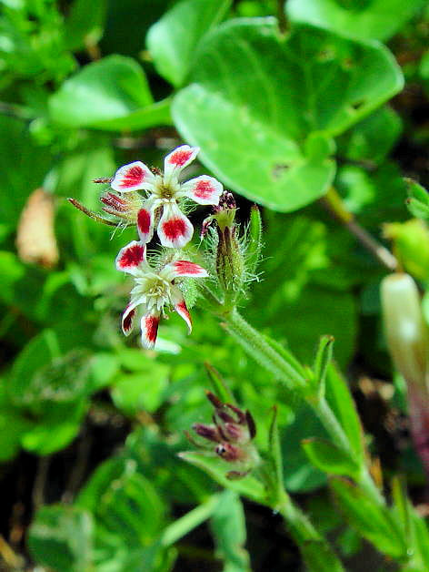 マンテマ (Silene gallica) 旅先で出逢った花や樹木たち