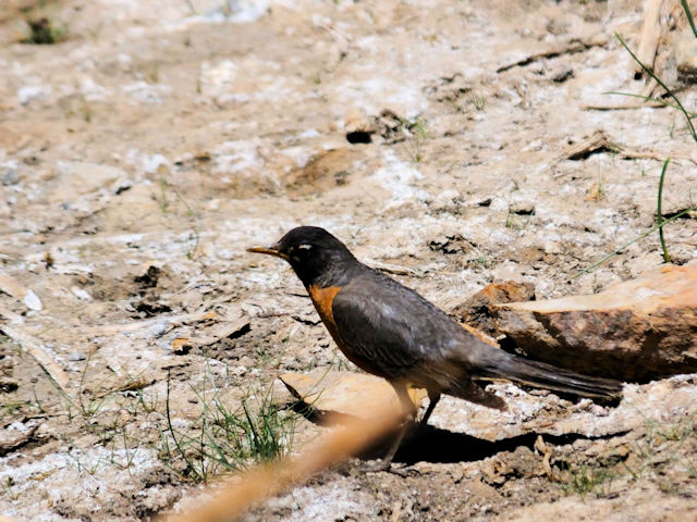 コマツグミ成鳥・夏羽　マンチ・ラサール国立森林　ユタ州　米国　Manti-Lasal National Foresut, Utah, USA  2013/06/27　Photo by Kohyuh