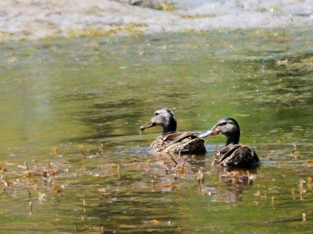 マガモ　ペア （エクリプス）　マンチ・ラサール国立森林　ユタ州　米国　Manti-Lasal National Foresut Utah, USA　2013/06/27　Photo by Kohyuh