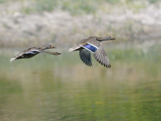 マガモ　ペア （エクリプス）　マンチ・ラサール国立森林　ユタ州　米国　Manti-Lasal National Foresut Utah, USA　2013/06/27　Photo by Kohyuh