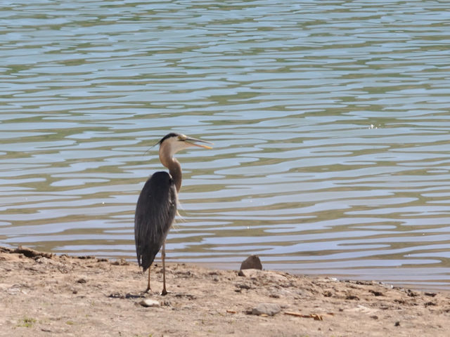 オオアオサギ（２態-1）　マンチ・ラサール国立森林　ユタ州　米国　Manti-Lasal National Foresut; Utah, USA　2013/06/27　Photo by Kohyuh