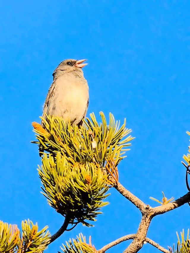 メグロトウヒチョウ（２態-1）　グランドキャニオン国立公園　アリゾナ州　米国　Grand Canyon National Park, Arizona, USA　2013/06/23　Photo by Kohyuh