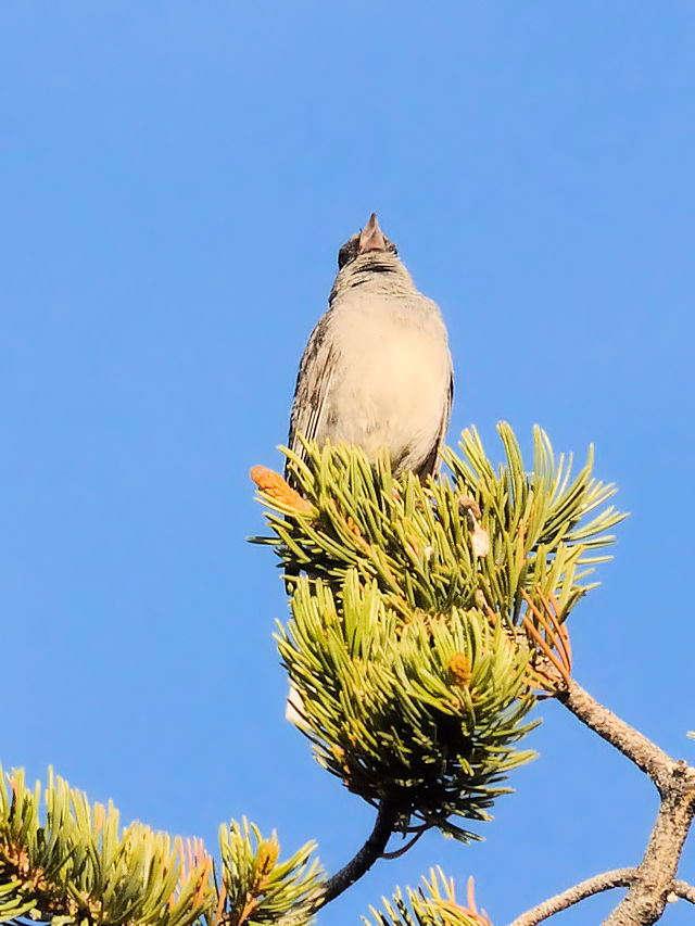 メグロトウヒチョウ（２態-2）　グランドキャニオン国立公園　アリゾナ州　米国　Grand Canyon National Park, Arizona, USA　2013/06/23　Photo by Kohyuh