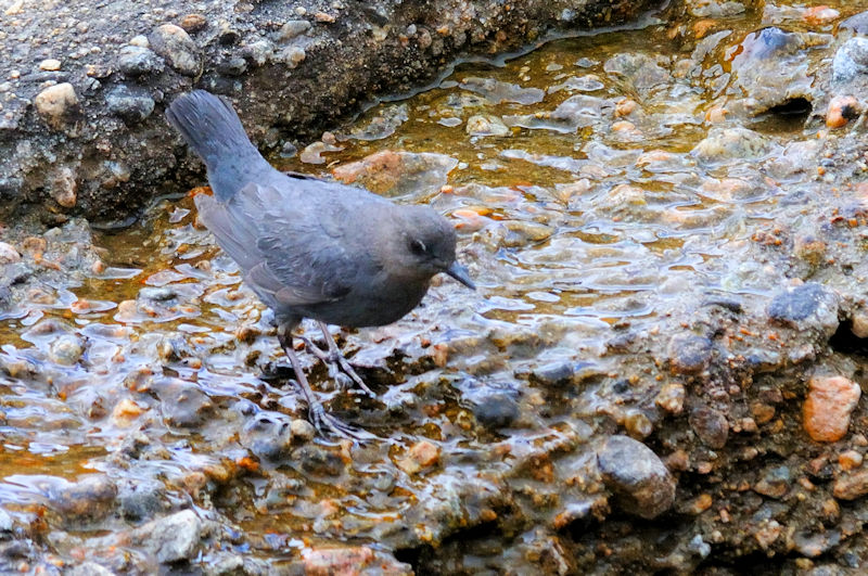 メキシコカワガラス 成鳥 （６態-4）　グランドレイク　コロラド州　米国　Grand Lake, Colorado, America　2013/06/30　Photo by Kohyuh